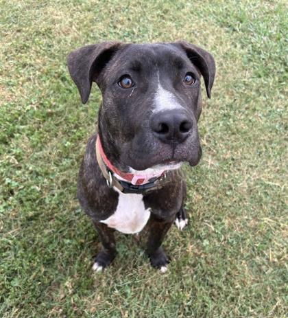 Enlarge Dutch, a Adoptable mixed breed in Knoxville, TN image 3/3