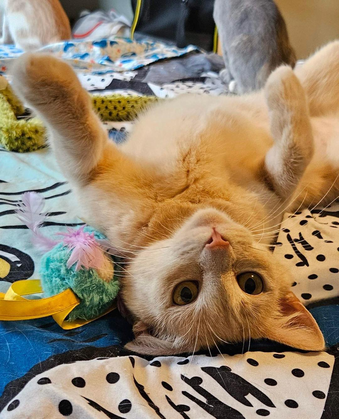 Cat for adoption - Honey, a Domestic Short Hair in Mokena, IL | Petfinder