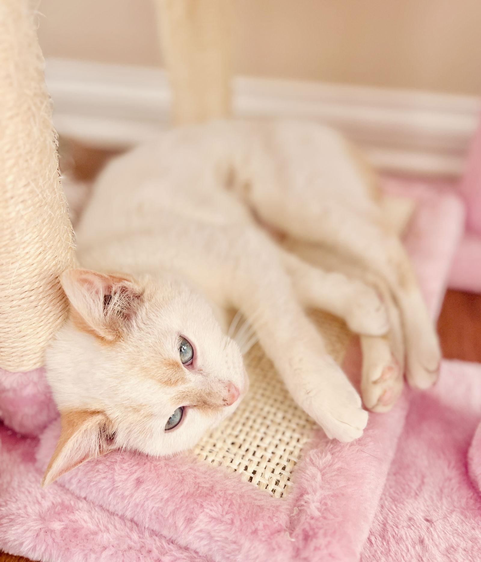 Potato Puff, Adopted, Young Female Siamese & Domestic Short Hair.