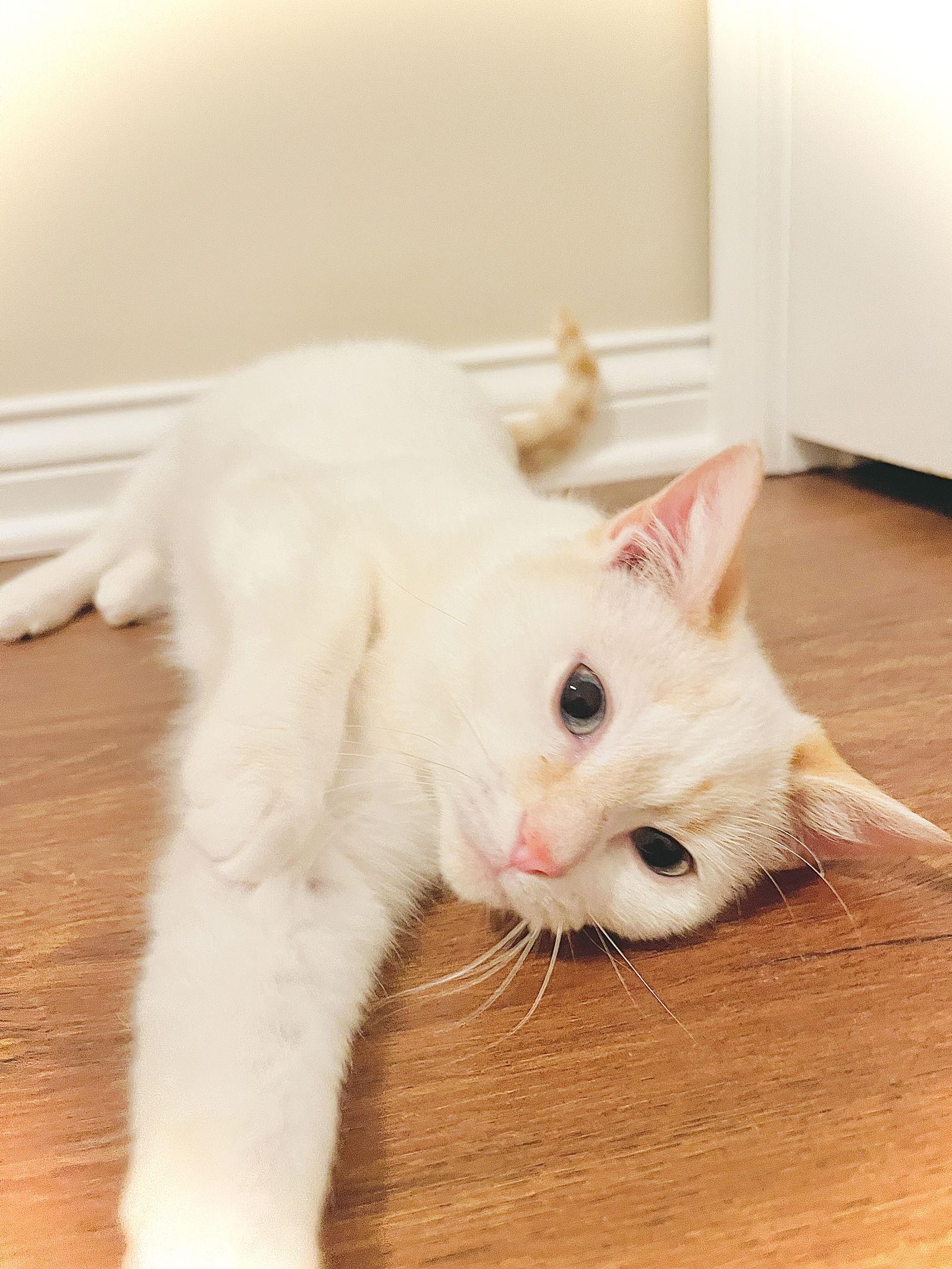 Enlarge Potato Puff, a Adopted mixed breed in Georgetown, KY image 2/3