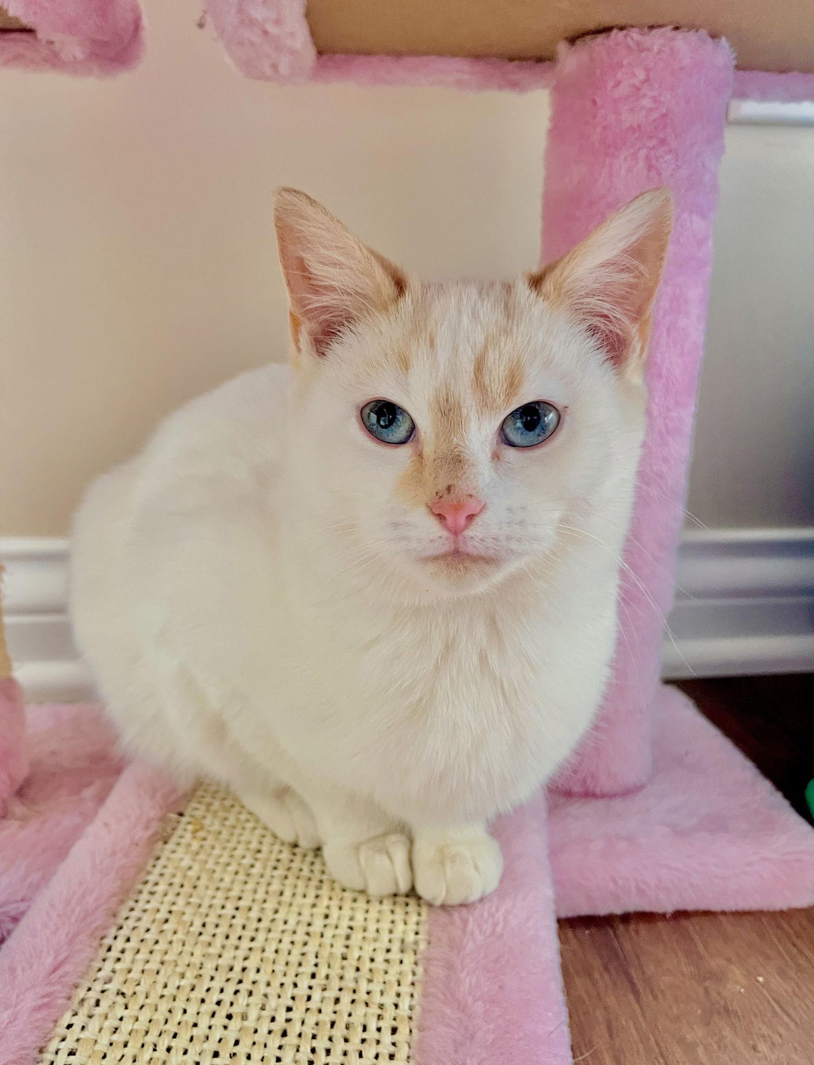Enlarge Potato Puff, a Adopted mixed breed in Georgetown, KY image 3/3