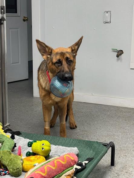 Lincoln, an adopted German Shepherd Dog in Ipswich, MA image 2/5