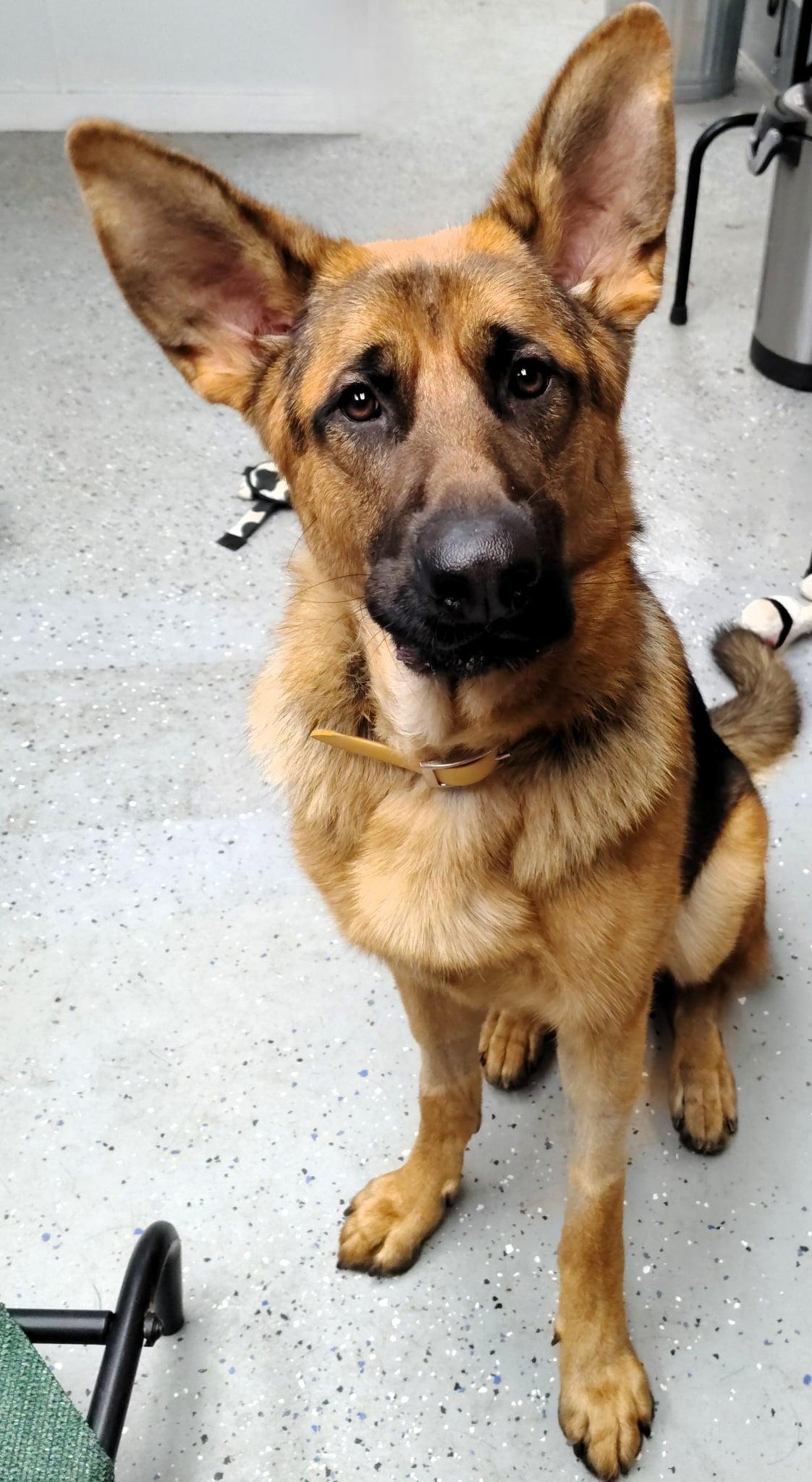 Lincoln, an adopted German Shepherd Dog in Ipswich, MA image 3/5