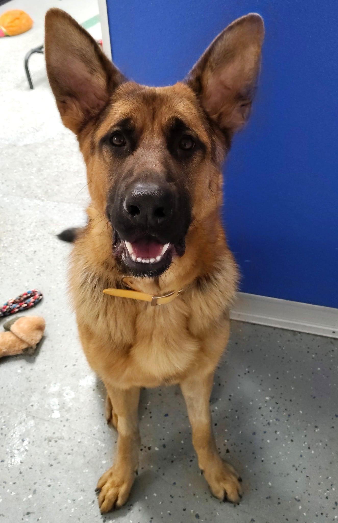 Lincoln, an adopted German Shepherd Dog in Ipswich, MA image 5/5