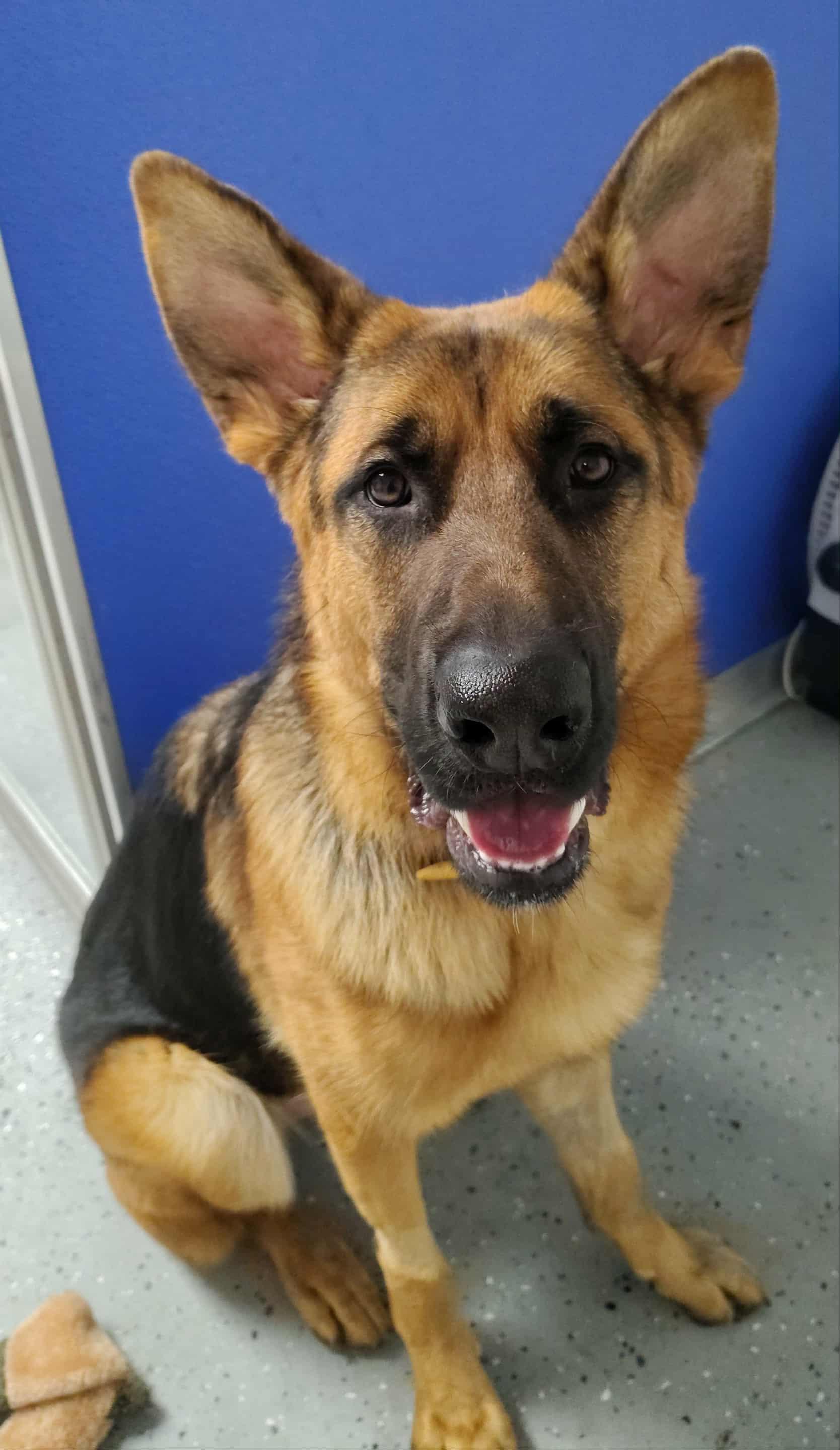 Lincoln, an adopted German Shepherd Dog in Ipswich, MA image 1/5