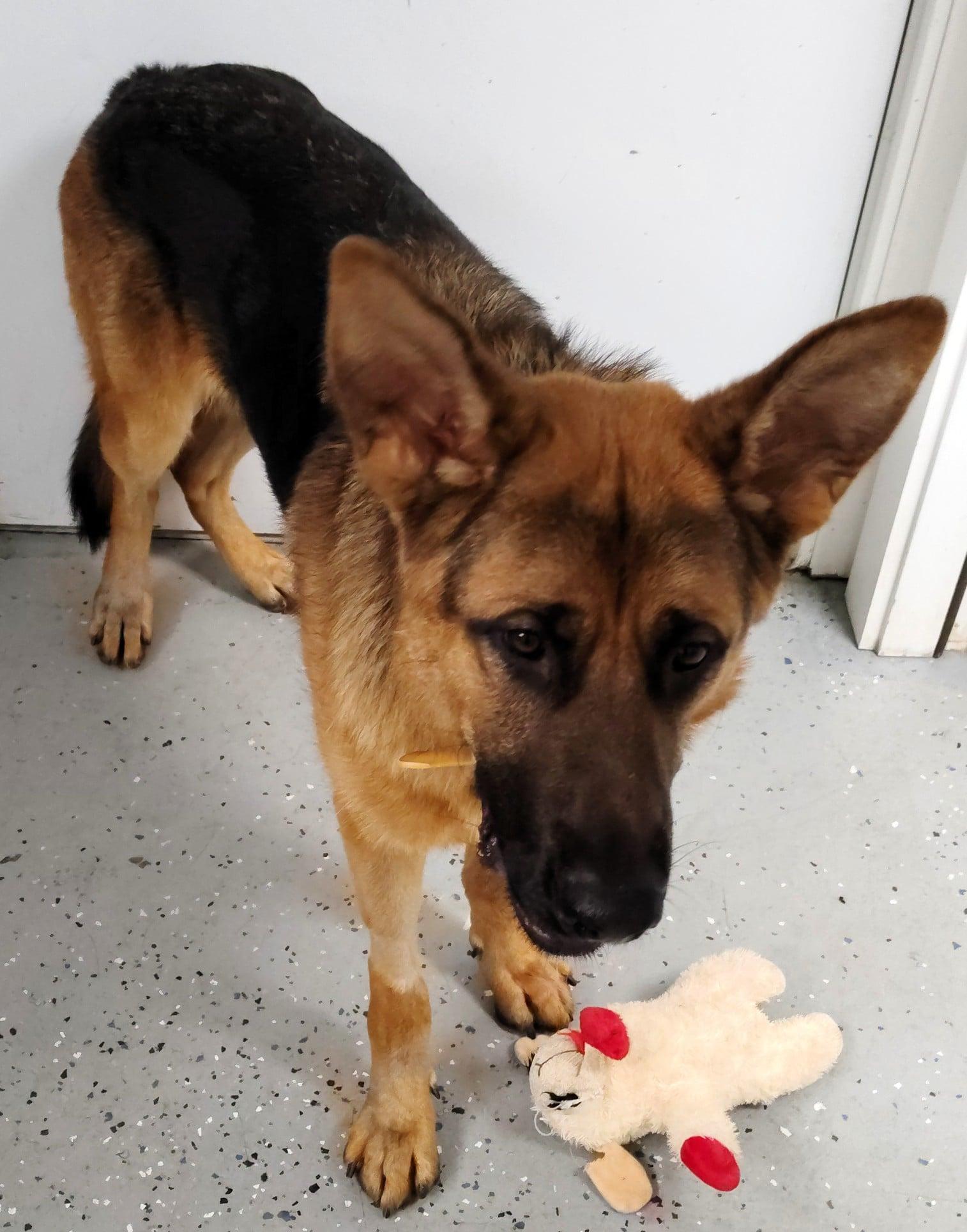 Lincoln, an adopted German Shepherd Dog in Ipswich, MA image 4/5