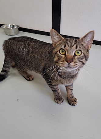Tigger, Adult Male unknown