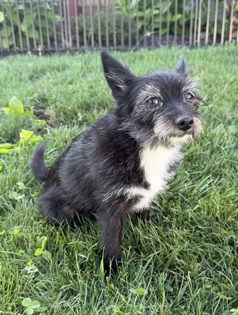 Enlarge Daisy Mae, a Adopted mixed breed in Lafayette Hill, PA image 2/3