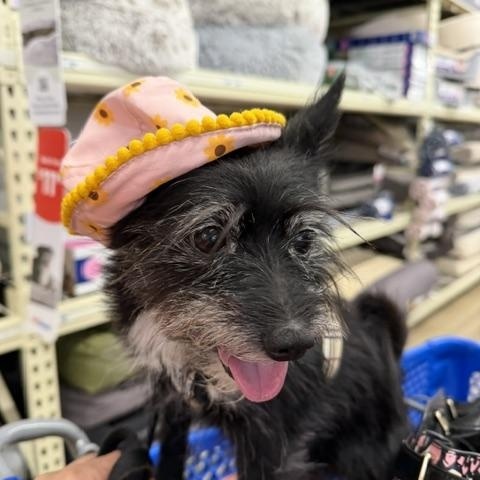 Daisy Mae, Adopted, Senior Female Wirehaired Terrier & Pomeranian.