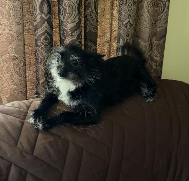 Enlarge Daisy Mae, a Adopted mixed breed in Lafayette Hill, PA image 3/3