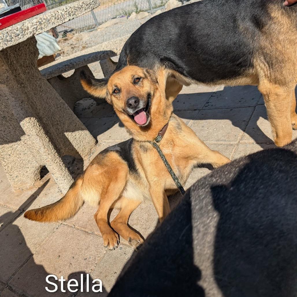 Enlarge Stella Baker OS CA, a Adoptable mixed breed in Las Vegas, NV image 2/2