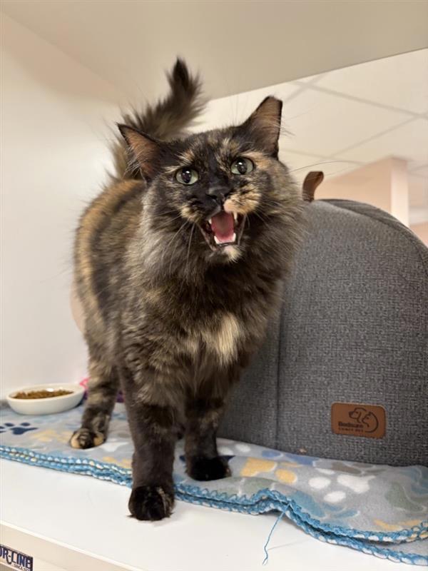 Sorbet, Adoptable, Adult Female Domestic Medium Hair.