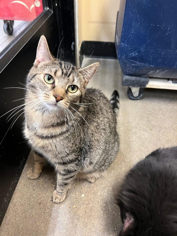 Mabel, Adoptable, Young Female Domestic Short Hair & Tabby.