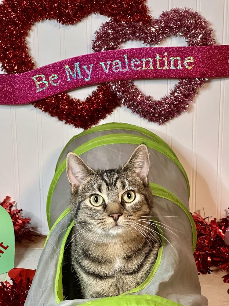 Mabel, Adoptable, Young Female Domestic Short Hair & Tabby.