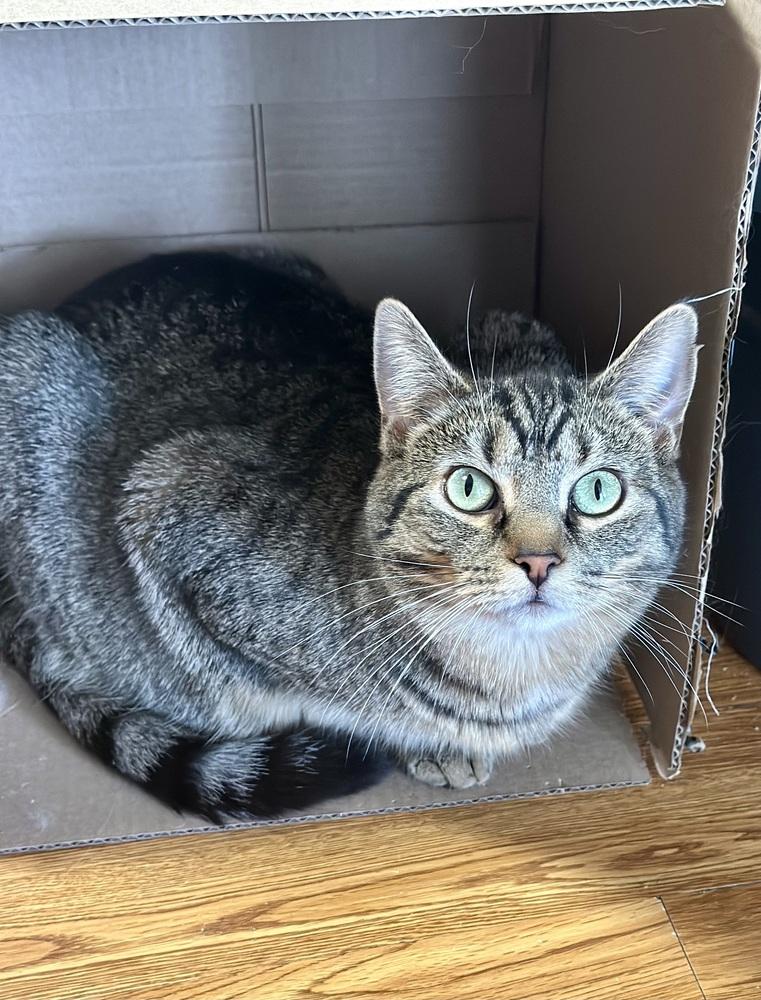 Enlarge Mabel, a Adoptable mixed breed in Greensburg, PA image 2/6