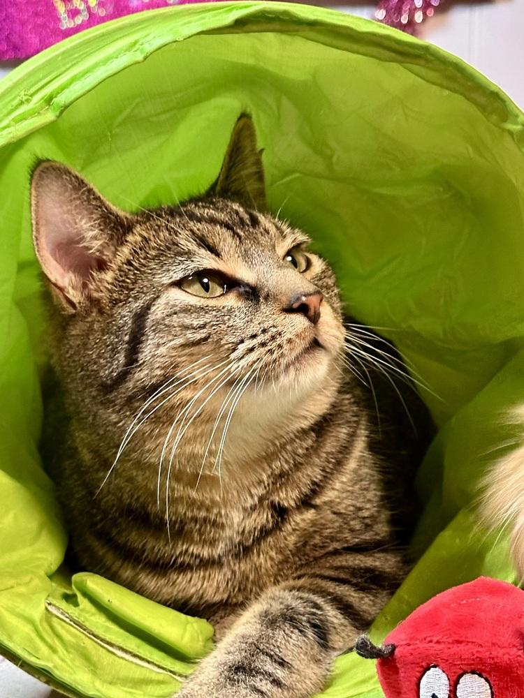 Enlarge Mabel, a Adoptable mixed breed in Greensburg, PA image 3/6