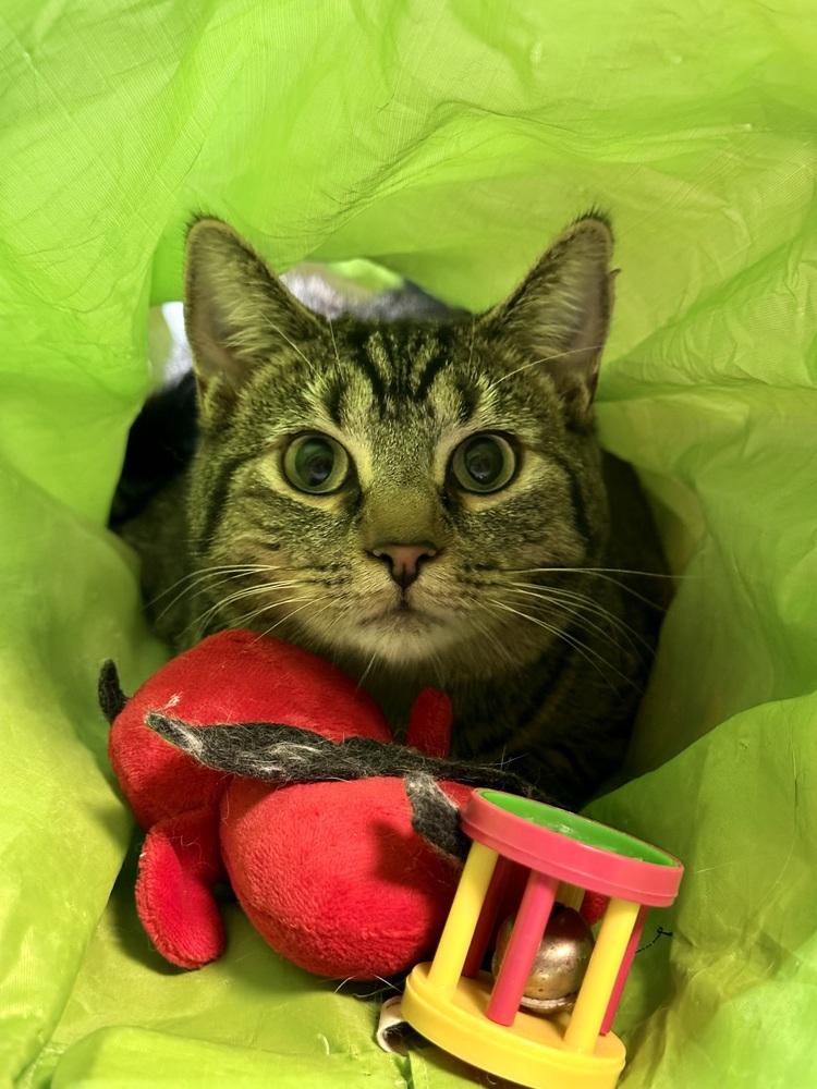 Enlarge Mabel, a Adoptable mixed breed in Greensburg, PA image 5/6