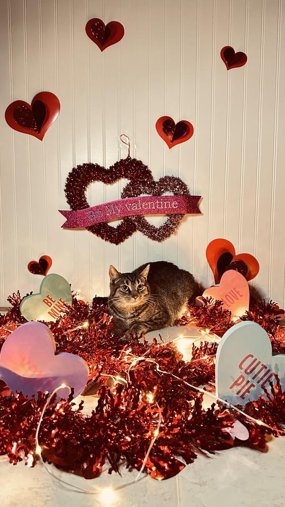 Enlarge Mabel, a Adoptable mixed breed in Greensburg, PA image 6/6