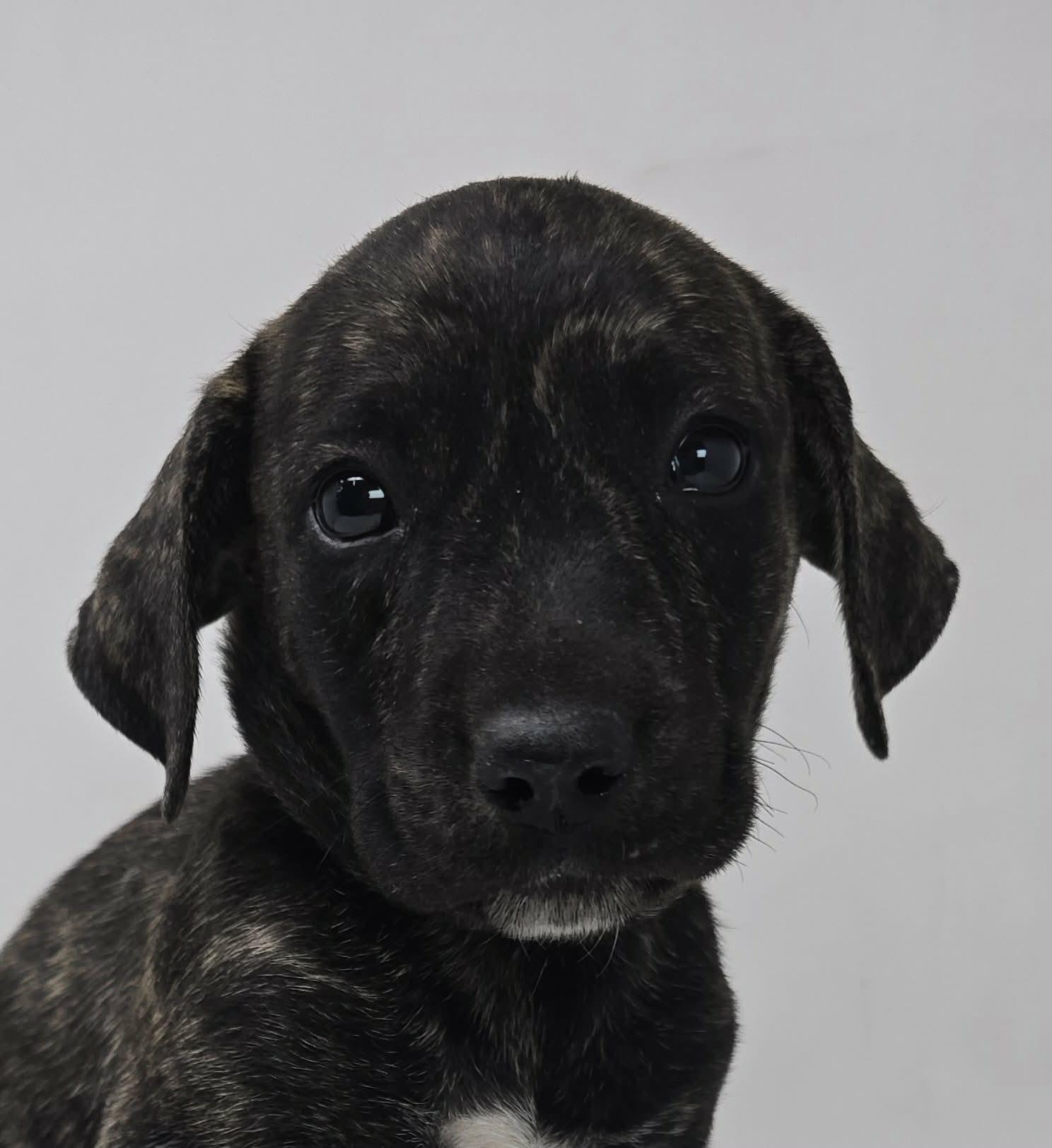 Enlarge Wayne Lucas, a Adoptable mixed breed in Newport, TN image 1/2