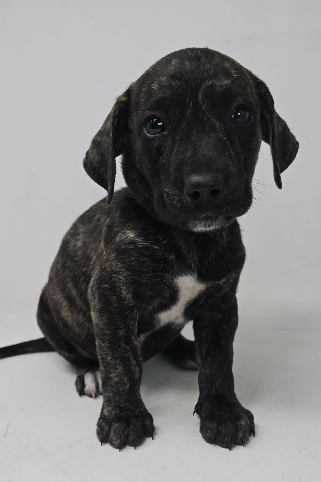 Enlarge Wayne Lucas, a Adoptable mixed breed in Newport, TN image 2/2