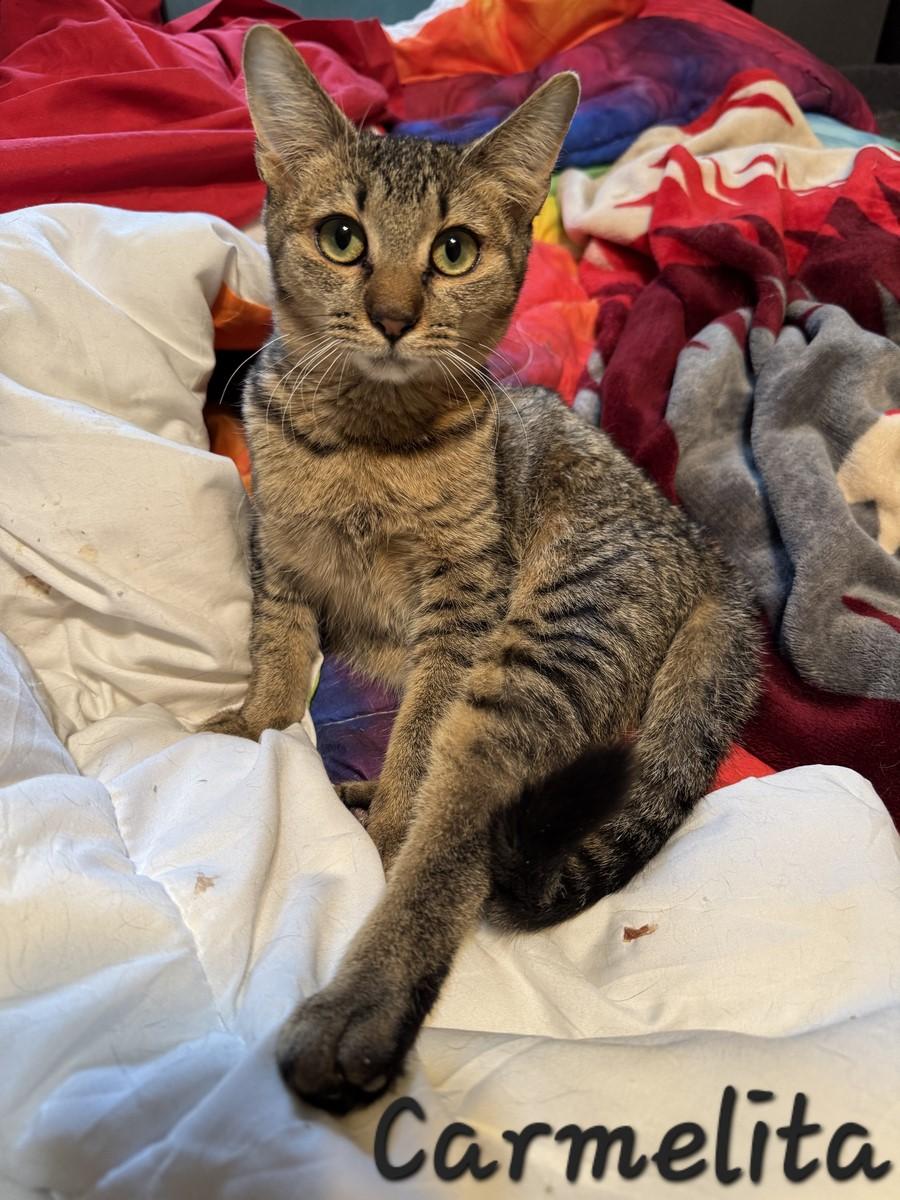 Carmelita, a Adoptable mixed breed in Albuquerque, NM image 2/5