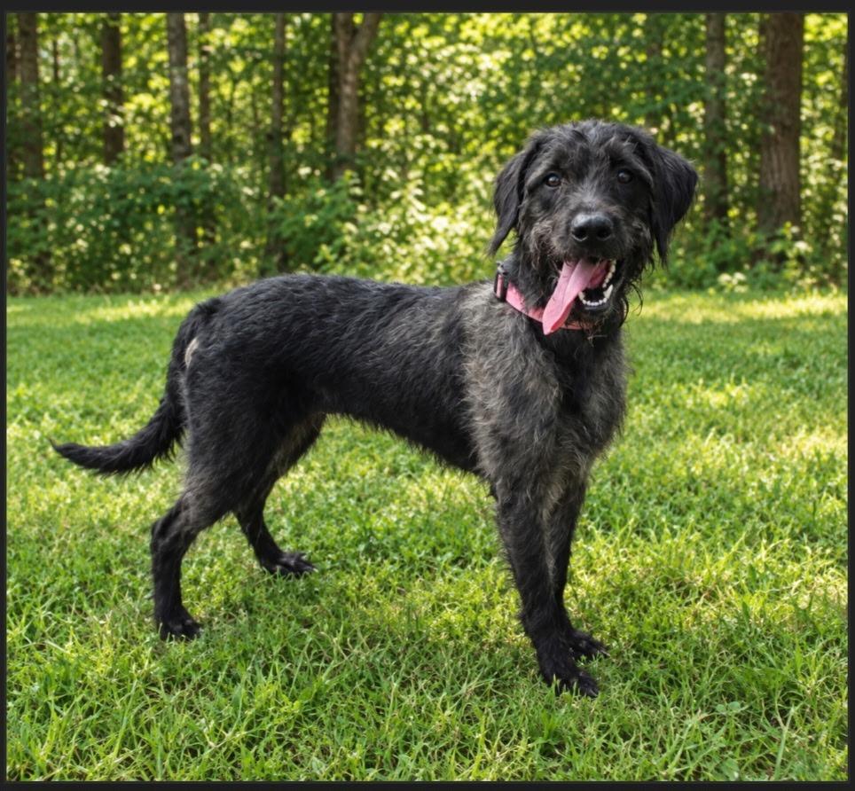 Belle, Adoptable, Young Female Schnauzer & Poodle.