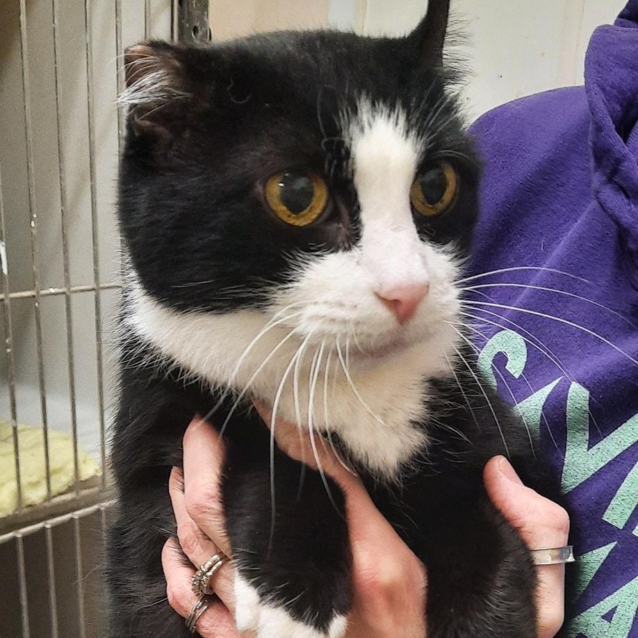 Callilou, adopted, Senior Female Domestic Short Hair.