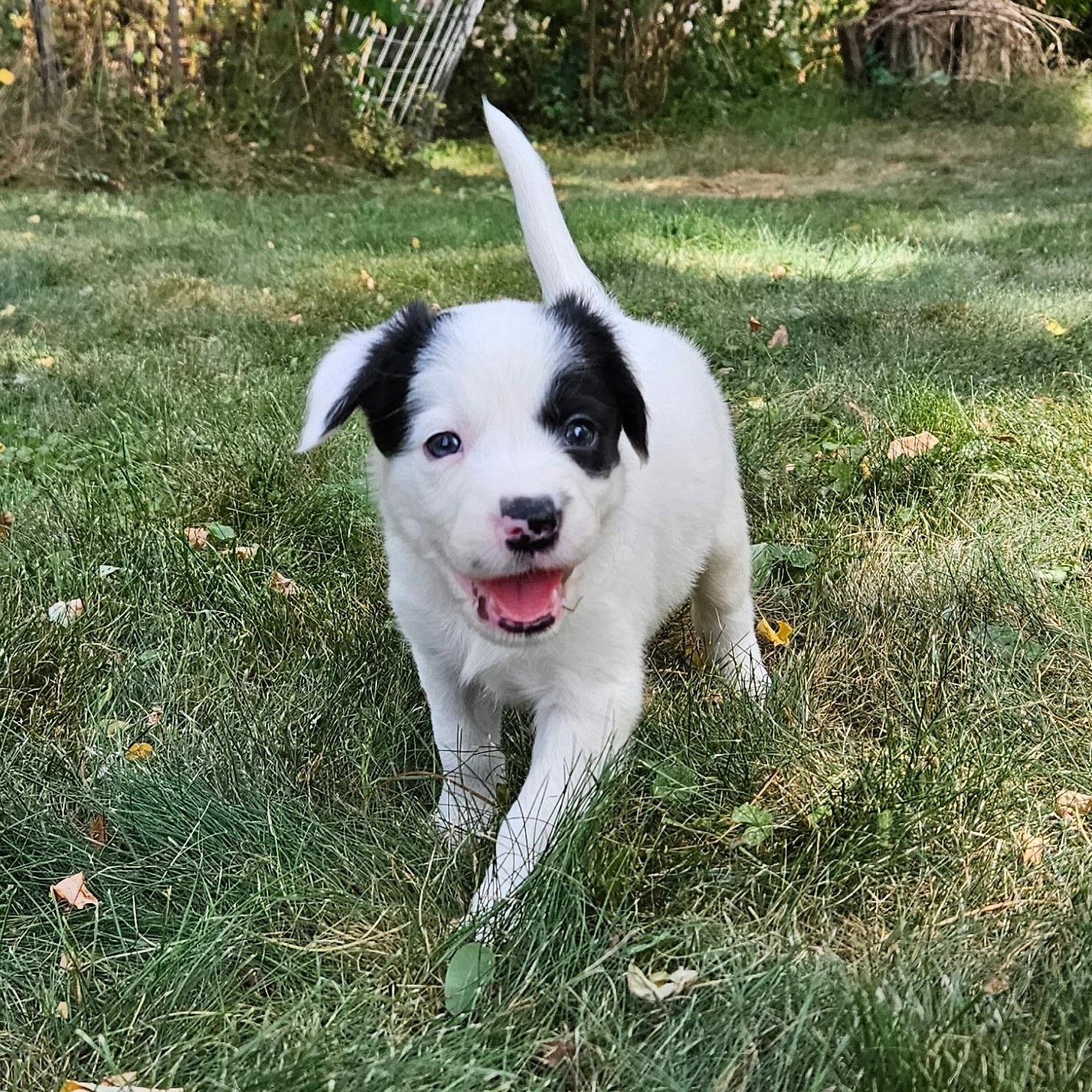 Oakley