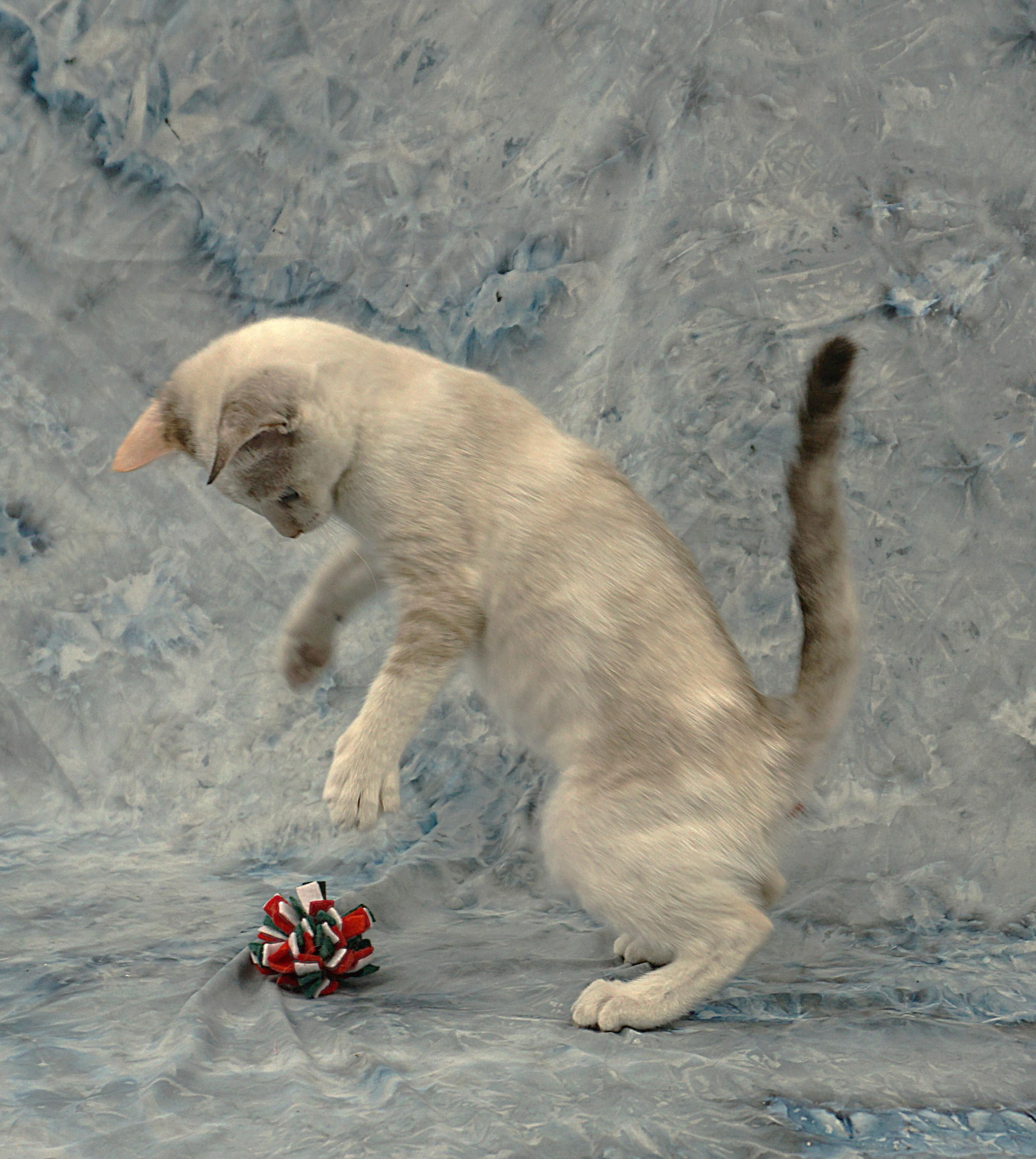 Enlarge VICTORIA - GREAT KITTY, a ADOPTABLE mixed breed in Plano, TX image 6/6