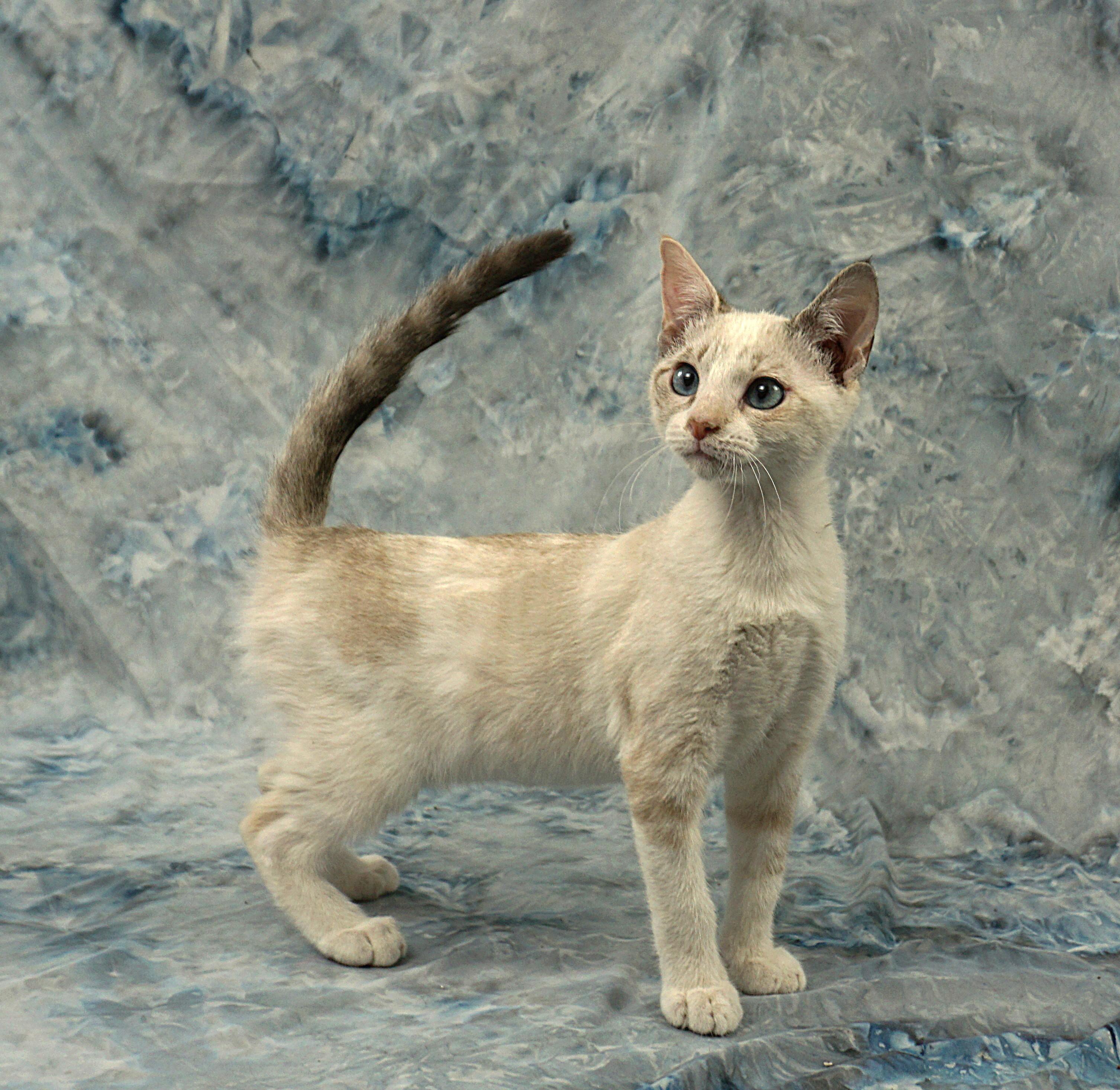 Enlarge VICTORIA - GREAT KITTY, a ADOPTABLE mixed breed in Plano, TX image 5/6