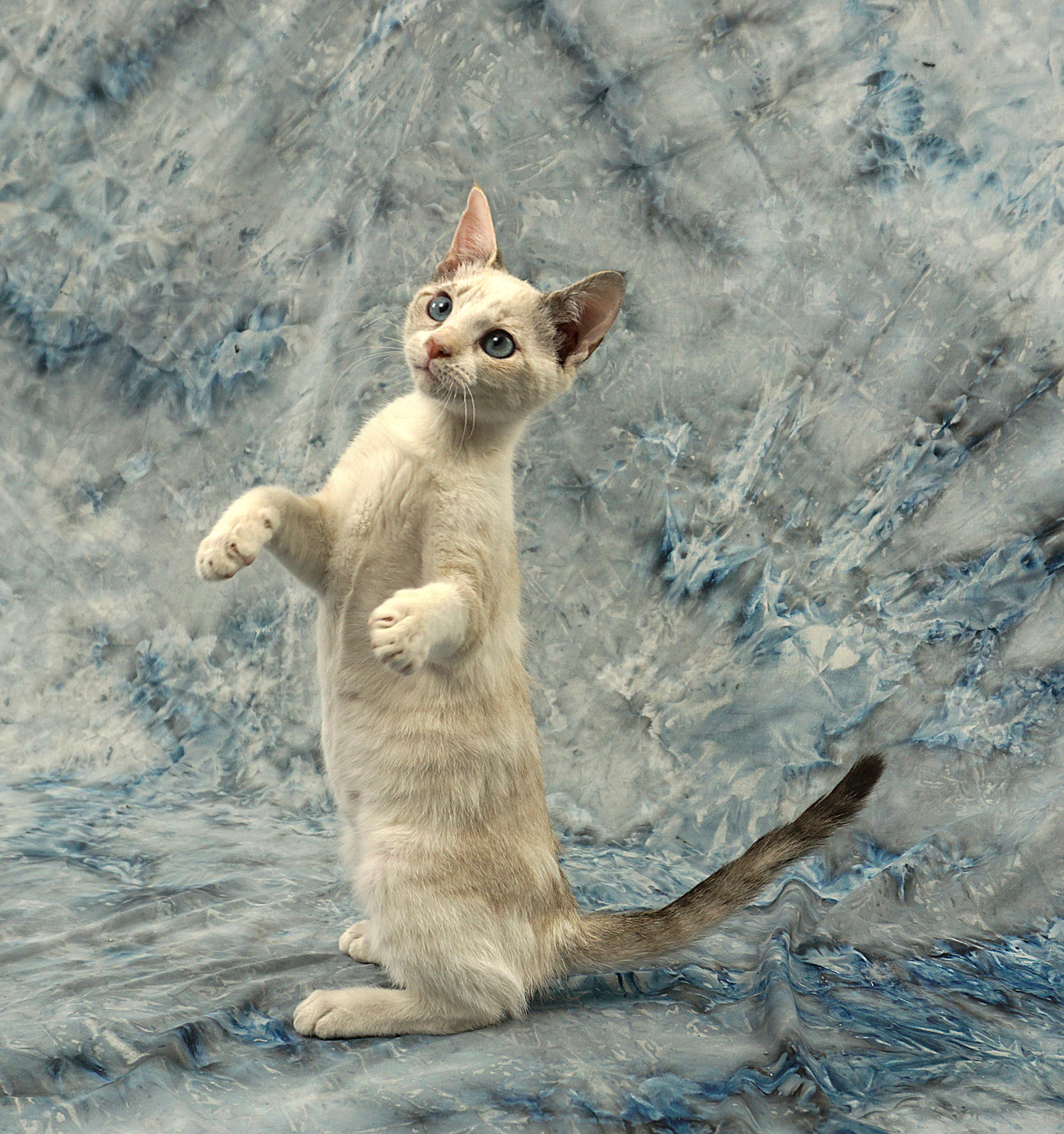 Enlarge VICTORIA - GREAT KITTY, a ADOPTABLE mixed breed in Plano, TX image 4/6