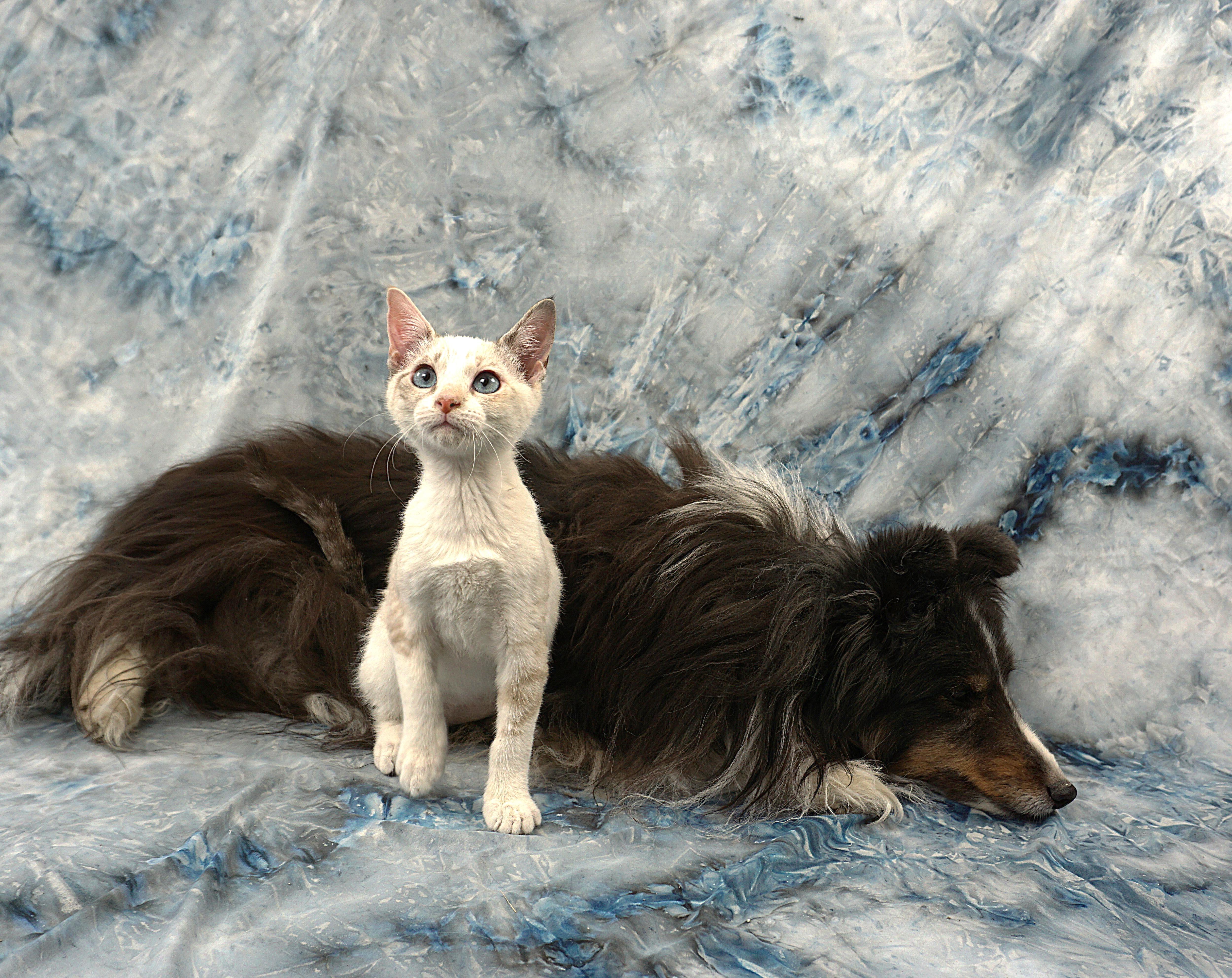 Enlarge VICTORIA - GREAT KITTY, a ADOPTABLE mixed breed in Plano, TX image 2/6