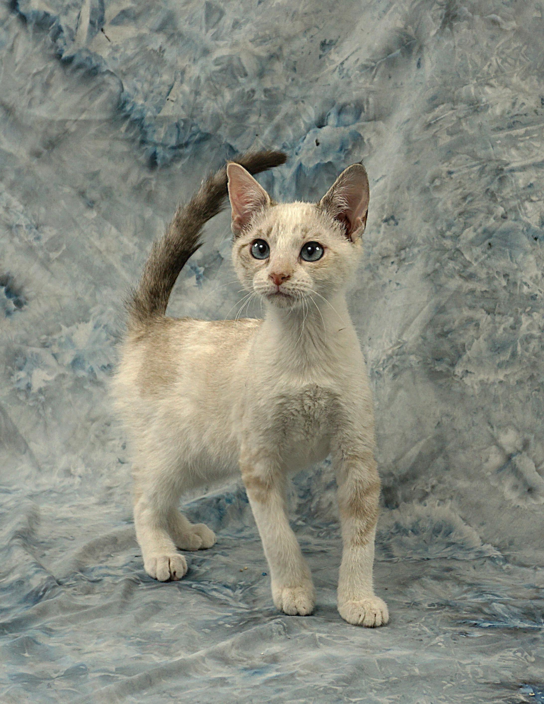 VICTORIA - GREAT KITTY, ADOPTABLE, Kitten Female Siamese & Snowshoe.