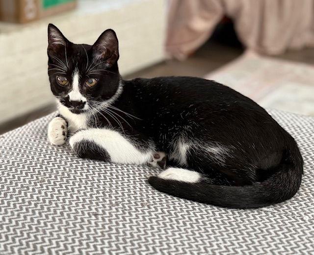Pepper, Adoptable, Young Male Domestic Short Hair & Tuxedo.