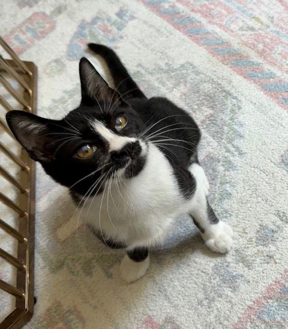 Pepper, a Adoptable mixed breed in Irving, TX image 2/3