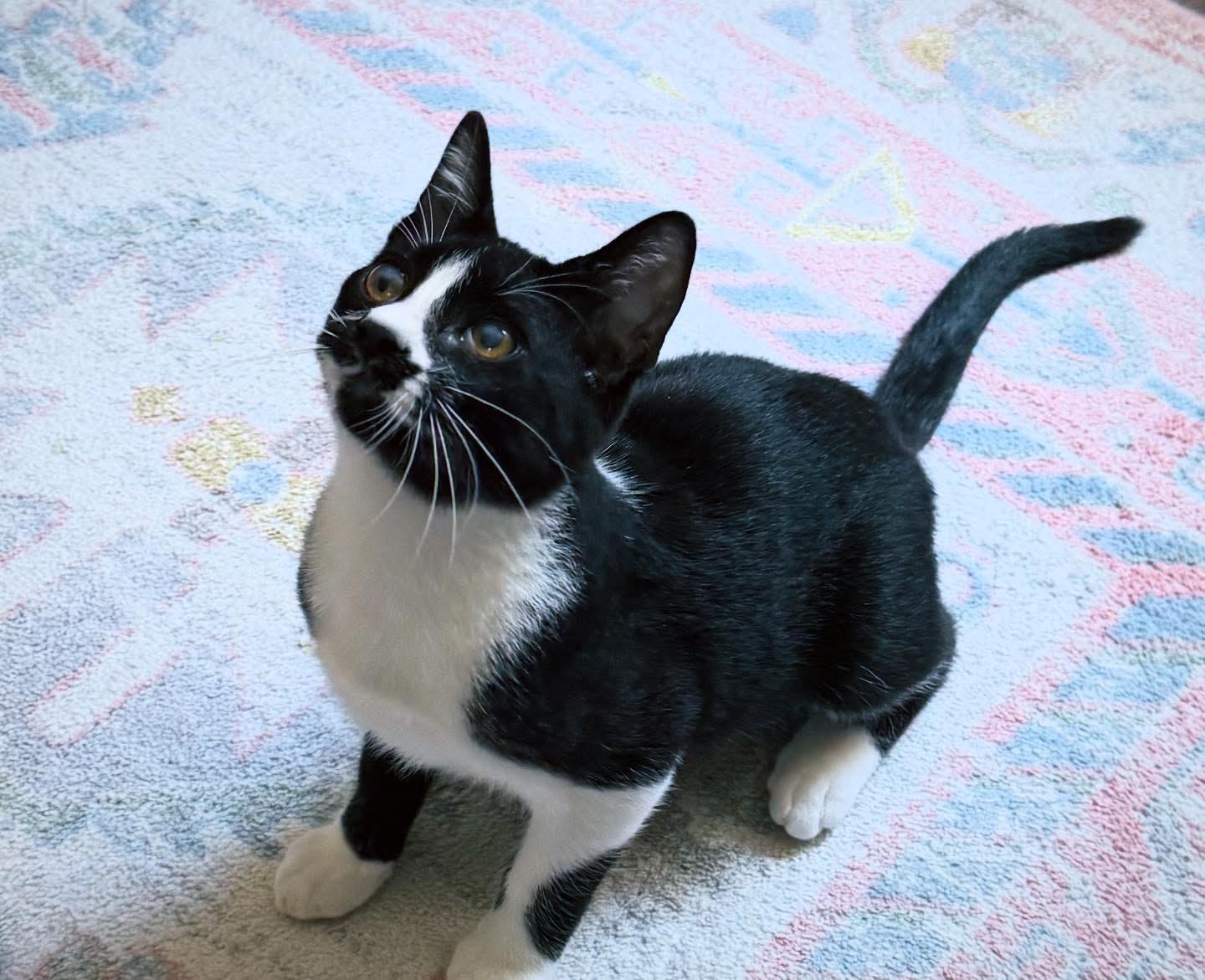 Pepper, a Adoptable mixed breed in Irving, TX image 3/3