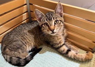 Enlarge Biscuit, a ADOPTABLE Domestic Short Hair in BURNABY, BC image 1/1