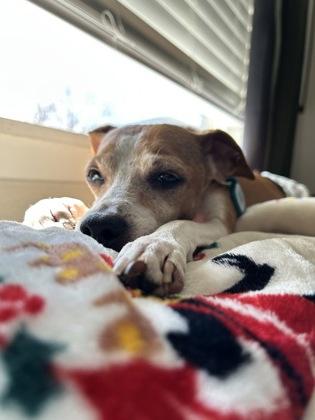 Dale, Adoptable, Adult Male Whippet & Mixed Breed.