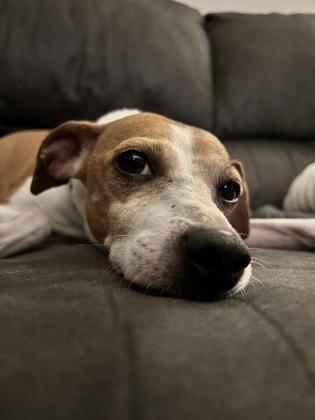 Enlarge Dale, a Adoptable mixed breed in Wichita, KS image 2/3