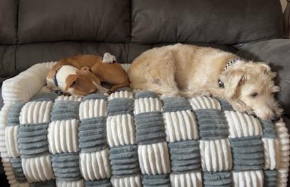 Enlarge Dale, a Adoptable mixed breed in Wichita, KS image 3/3