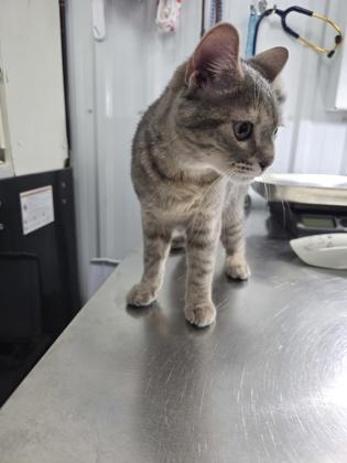 Chaddow, Adoptable, Young Female Domestic Short Hair & Domestic Short Hair.