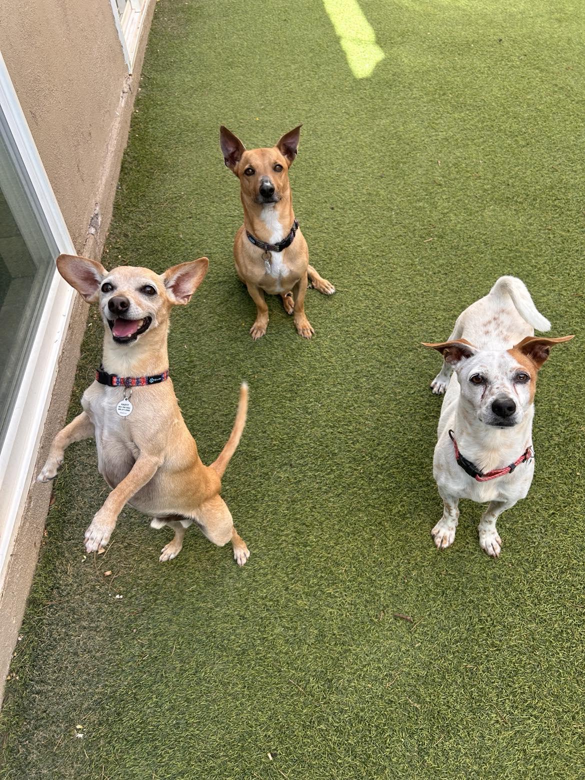 Pumpkin, a Adoptable mixed breed in Phoenix, AZ image 3/6