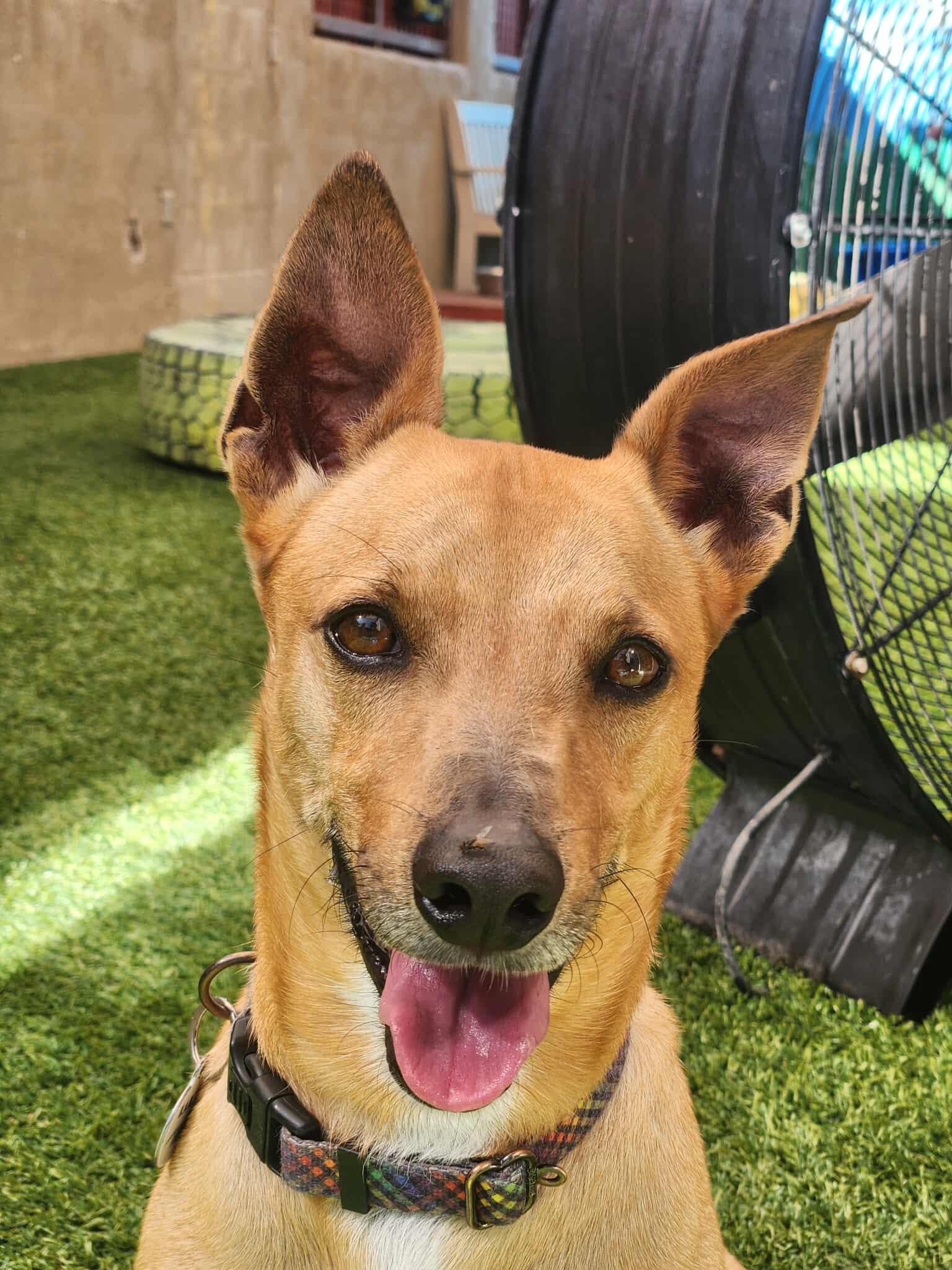 Pumpkin, Adoptable, Adult Male Manchester Terrier & Chihuahua.