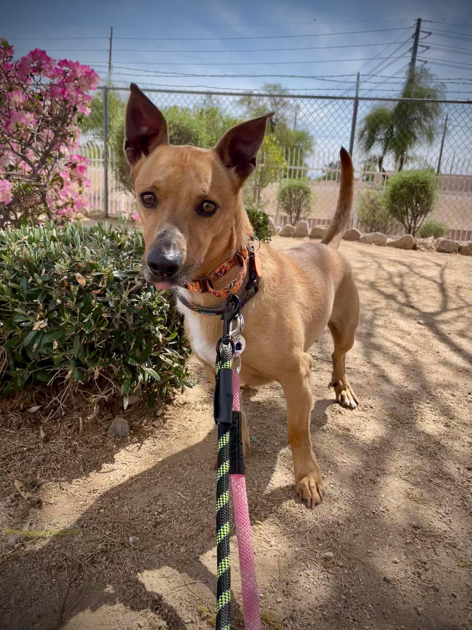 Pumpkin, a Adoptable mixed breed in Phoenix, AZ image 4/6