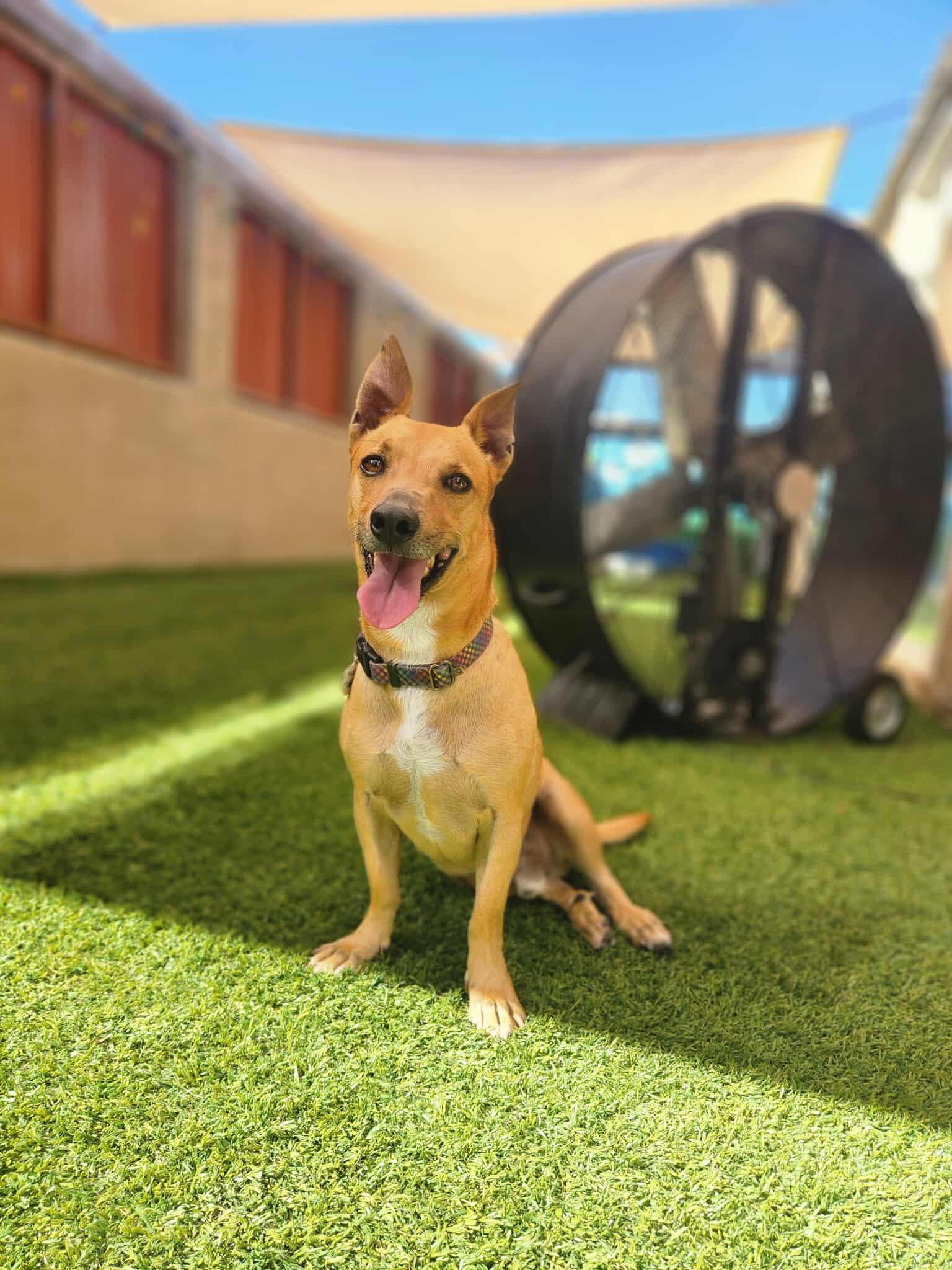 Pumpkin, a Adoptable mixed breed in Phoenix, AZ image 2/6