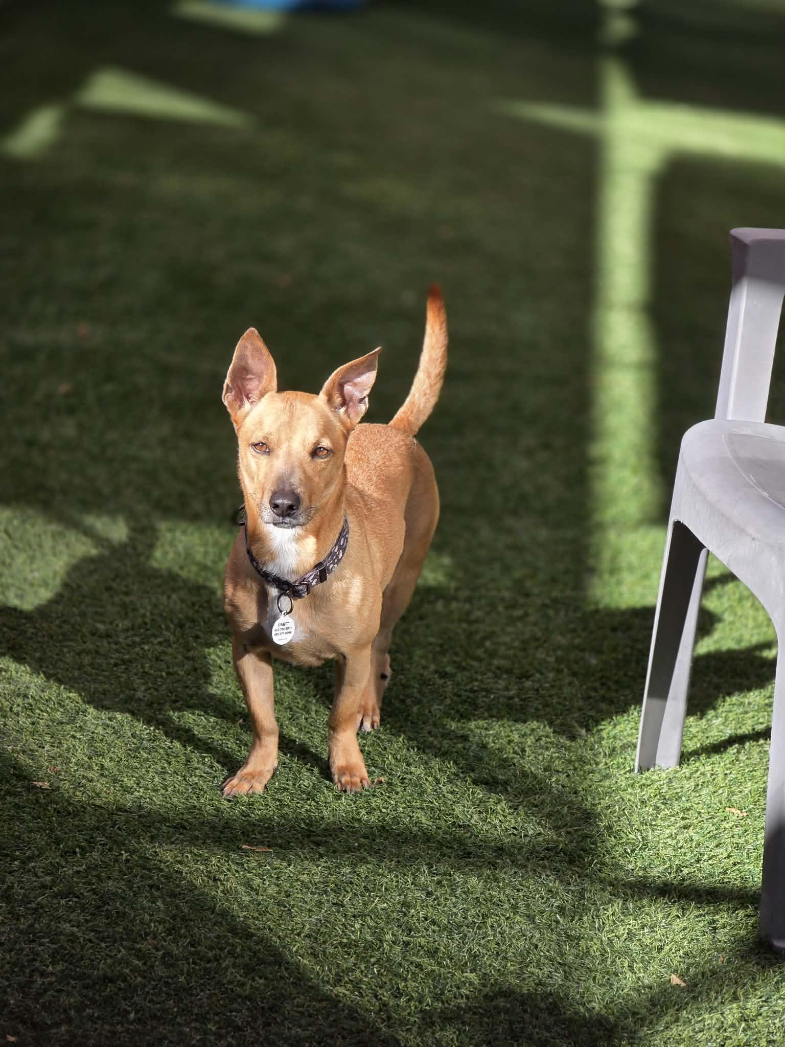 Pumpkin, Adoptable, Adult Male Manchester Terrier & Chihuahua.