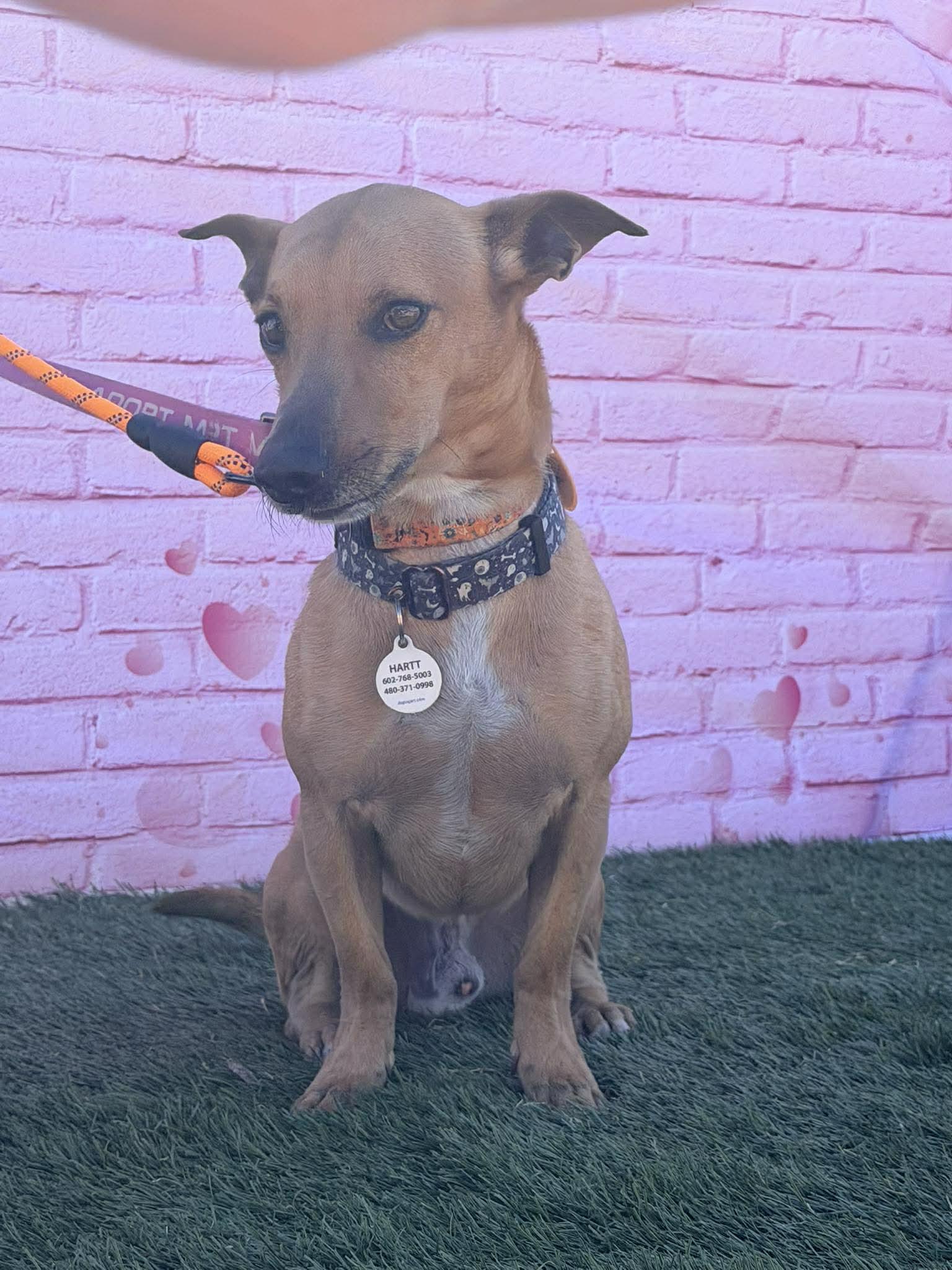 Enlarge Pumpkin, a Adoptable mixed breed in Phoenix, AZ image 1/6