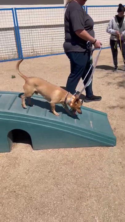 Enlarge Pumpkin, a Adoptable mixed breed in Phoenix, AZ video 6/6