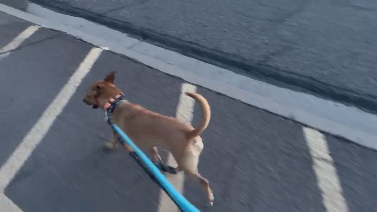 Enlarge Pumpkin, a Adoptable mixed breed in Phoenix, AZ video 5/6