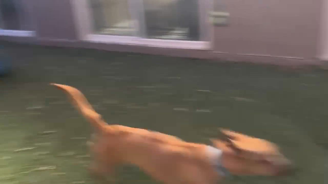 Enlarge Pumpkin, a Adoptable mixed breed in Phoenix, AZ video 5/6